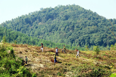 Chấm dứt "hợp thức hóa" quyền sử dụng đất do phá rừng trái phép