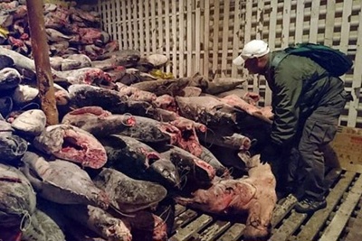 Ngư dân Trung Quốc bị Ecuador phạt 4 năm tù vì đánh bắt hơn 6000 con cá mập