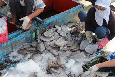 Khẩn trương xây dựng Đề án phòng, chống khai thác hải sản bất hợp pháp