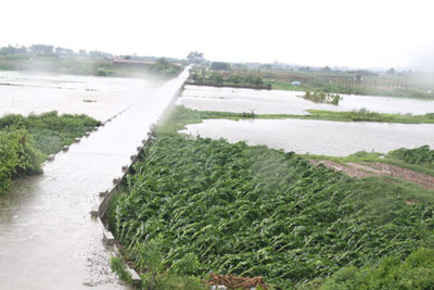 Hà Nội: Mưa lớn làm ngập úng gần 425ha lúa