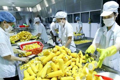 Xuất khẩu nông sản của Việt Nam tăng trưởng hơn 30% trong bối cảnh dịch Covid-19