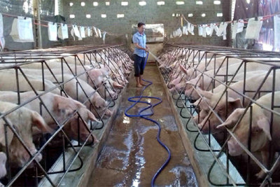 Giá lợn hơi hôm nay 28/6/2021: Lợn giảm giá, chăn nuôi khép kín vẫn có lãi?