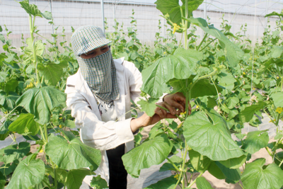 Những cánh đồng không thuốc bảo vệ thực vật ở Hà Nội