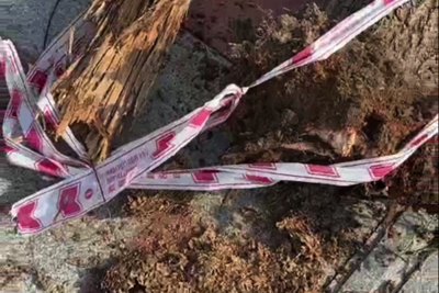 Hải Phòng: 16 cây liễu chết tại phố đi bộ Tam Bạc là do mối xông