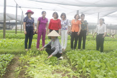 Phụ nữ Hà Nội bảo vệ môi trường qua mô hình "Sạch đồng ruộng”