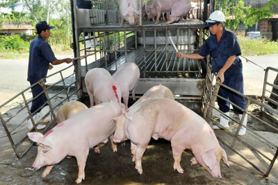 Giá lợn hơi hôm nay 24/5/2021: Giảm nhẹ, thấp nhất 64.000 đồng/kg