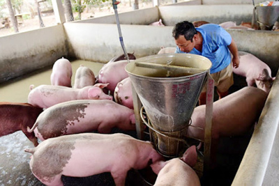 Giá lợn hơi hôm nay 6/5/2021: Cả 3 miền tiếp tục giảm 1.000 - 3.000 đồng/kg