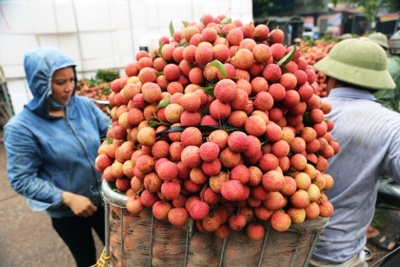 Bộ Nông nghiệp tổng lực hỗ trợ Bắc Giang tiêu thụ vải thiều