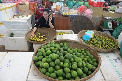 Chanh đào ít được tiêu thụ tại Đà Nẵng