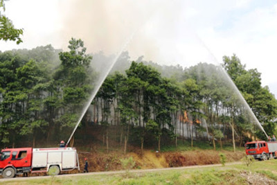 Hà Nội: Chủ động ngăn chặn nguy cơ cháy rừng do nắng nóng kéo dài