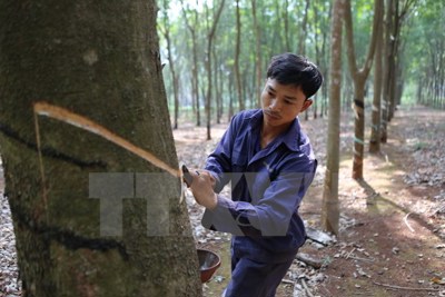 Không mở rộng diện tích cây cao su ở các tỉnh Tây Nguyên