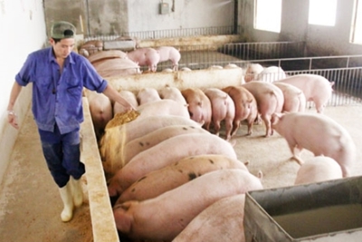 Hà Nội đề xuất Bộ Nông nghiệp nhiều chính sách phát triển chăn nuôi nông hộ
