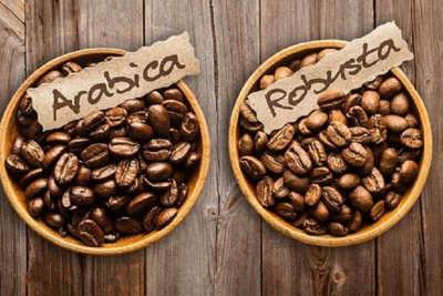 Giá cà phê hôm nay 27/6: Tuần tăng sốc của cà phê, Robusta tăng hơn 100 USD/tấn, trong nước thêm 1.200 đồng/kg