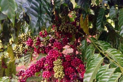Giá cà phê hôm nay 30/4: Robusta điều chỉnh sau đợt tăng nóng, cà phê Việt tự cứu lấy mình bằng chất lượng
