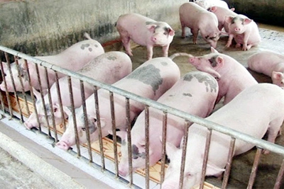 Giá lợn hơi ngày 2/8/2021: Miền Bắc - Nam đi ngang, miền Trung giảm 1.000 đồng/kg