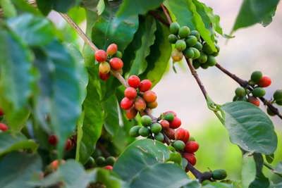 Giá cà phê hôm nay 16/7: Arabica tiếp tục tăng, xuất khẩu cà phê các nước liên tiếp lập kỷ lục