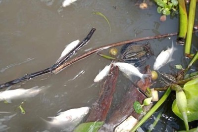 Cần Thơ: Hơn 2 tấn cá chết trên sông chưa rõ nguyên nhân