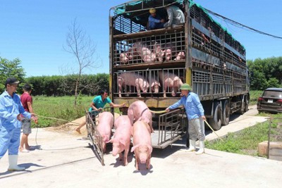 Giá lợn hơi hôm nay 30/5/2021: Biến động từ 1.000 - 4.000 đồng/kg