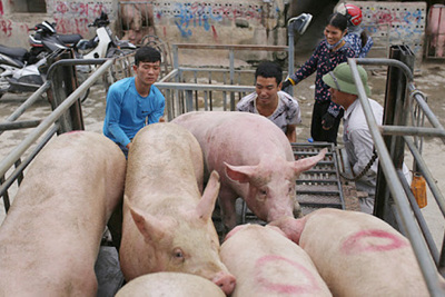 Giá lợn hơi ngày 3/8/2021: 2 miền Bắc - Nam giảm 1.000 - 3.000 đồng/kg