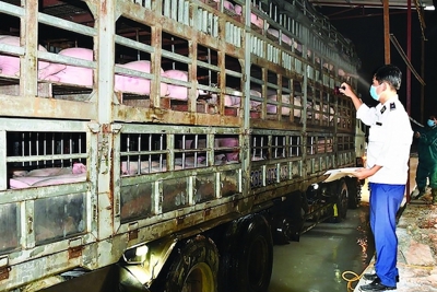 Tạm dừng nhập lợn sống từ Thái Lan do phát hiện lô hàng nhiễm dịch tả châu Phi