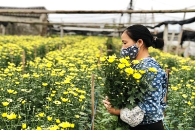 Giải pháp nào cho phát triển kinh tế sinh thái tại Hà Nội?