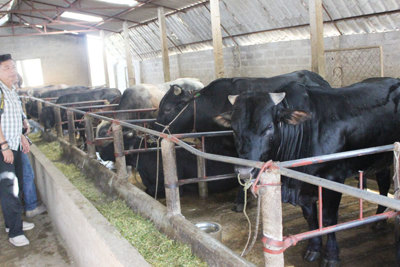 Ba Vì phát triển đàn bò thịt chất lượng cao