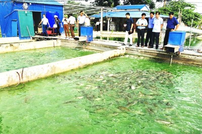 Nuôi trồng thủy sản tại Hà Nội: Thiếu liên kết, khó phát triển
