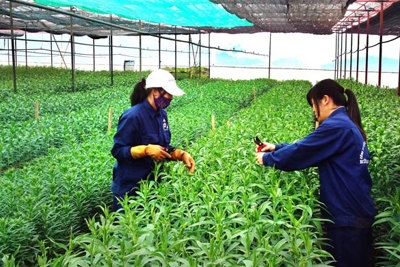 Hà Nội khai trương khu sinh thái nông nghiệp công nghệ cao