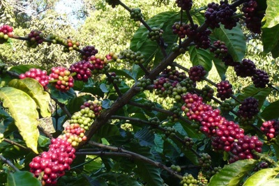 Giá cà phê hôm nay 2/6: Robusta tiếp tục tăng, vượt 1.600 USD/tấn