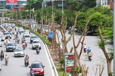 Hà Nội trồng mới thêm 138.600 cây xanh