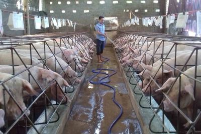 Giá lợn hơi hôm nay 25/4/2021: Biến động nhẹ, cao nhất 74.000 đồng/kg