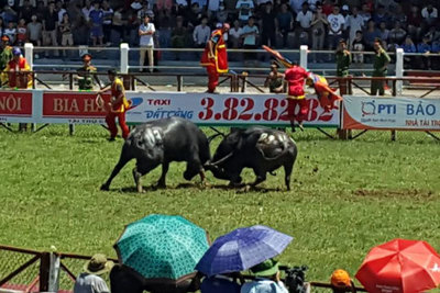 Vòng chung kết Lễ hội chọi trâu Đồ Sơn 2017