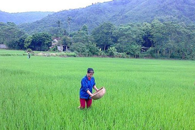 Hà Nội sẽ chuyển đổi 5.967ha đất trồng lúa