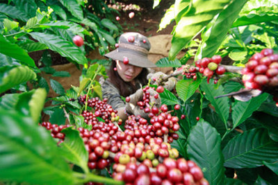 Giá cà phê hôm nay 13/6: Brazil gia tăng bán phòng hộ hàng vụ mới, giới đầu cơ Robusta nghe ngóng