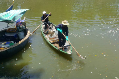 Cá chết kéo dài hàng cây số trên sông Phú Lộc - Đà Nẵng