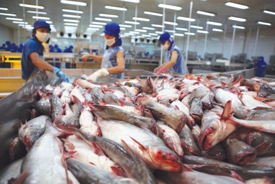Quảng bá thương hiệu cá tra Việt Nam