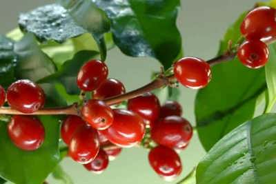 Giá cà phê hôm nay 18/5: Arabica tăng nhẹ trong khi xuất khẩu Robusta Việt Nam dự báo khả quan