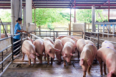 Giá lợn hơi ngày 30/7/2021: Tiếp tục giảm, tiệm cận mức “giải cứu” đầu năm 2017