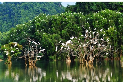 Diện tích rừng ngập mặn Đồng bằng sông Cửu Long giảm 10% trong 5 năm qua