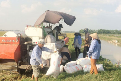Hà Nội thu hoạch lúa vụ Mùa đạt 63%