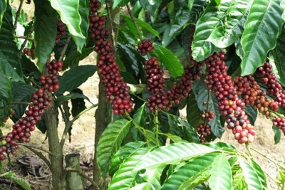 Giá cà phê hôm nay 6/5: Thế giới tăng sốc, Robusta vượt 1.500 USD/tấn, trong nước cán mốc 34.000 đồng/kg