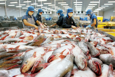 Từ 2/8, kiểm tra toàn bộ cá da trơn xuất khẩu vào Mỹ