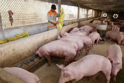 Giá lợn hơi ngày 15/7/2021: Vì sao người nuôi lỗ, người tiêu dùng vẫn phải mua giá cao?