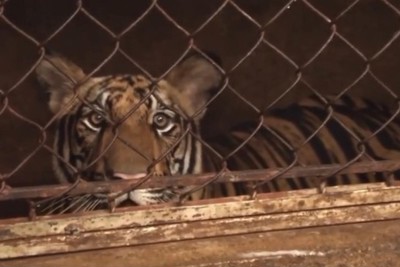 Nghệ An: Lãnh đạo địa phương lên tiếng về vụ bắt giữ cơ sở nuôi nhốt hổ trái phép