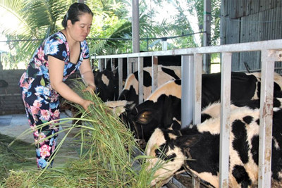 Chủ tịch UBND tỉnh Sóc Trăng chỉ đạo các lực lượng vào cuộc “giải cứu” sữa bò