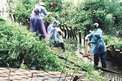 Hà Nội: Đóng 250 cọc tre chống sạt lở ven sông Đáy tại huyện Chương Mỹ