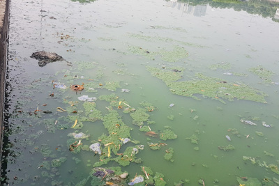 Hồ Văn Quán: Từ điểm nhấn biến thành điểm ô nhiễm