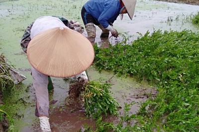 Hà Nội hỗ trợ nông dân sản xuất sạch