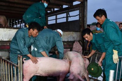 Bộ NN&PTNT: Tạm dừng nhập khẩu lợn từ Thái Lan không ảnh hưởng đến nguồn cung trong nước