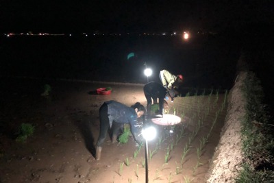Hà Nội: Nông dân chong đèn cấy lúa đêm tránh nắng